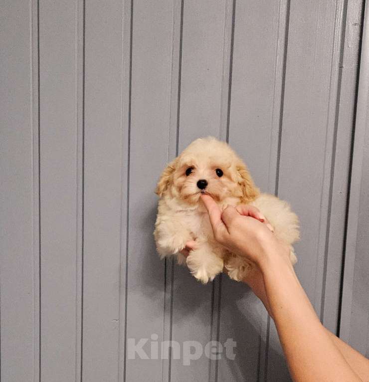 Собаки в Москве: Мини девочка мальтипу F1 Девочка, 50 000 руб. - фото 3