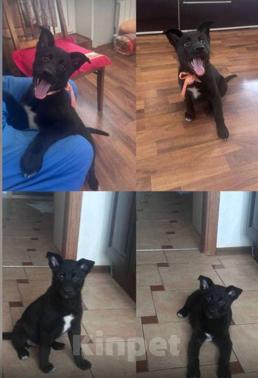 Собаки в Москве: Малышке Чаре нужен дом  Девочка, Бесплатно - фото 1