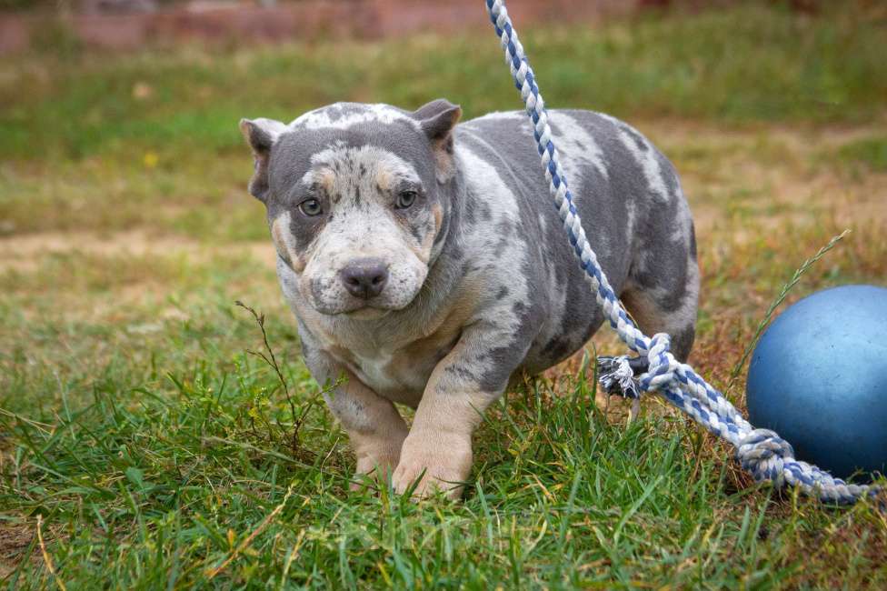 Собаки в других городах Московской области: Американский Булли девочка покет Девочка, 100 000 руб. - фото 6