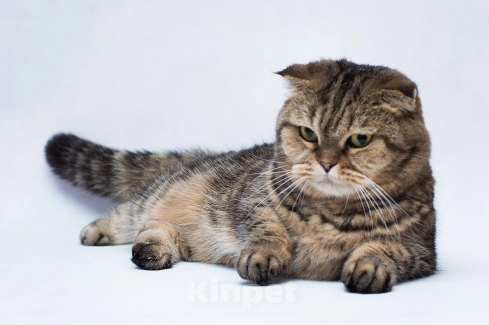 Кошки в Москве: Малинка 3 года ждет свою семью, но никто ее не забирает Девочка, Бесплатно - фото 5