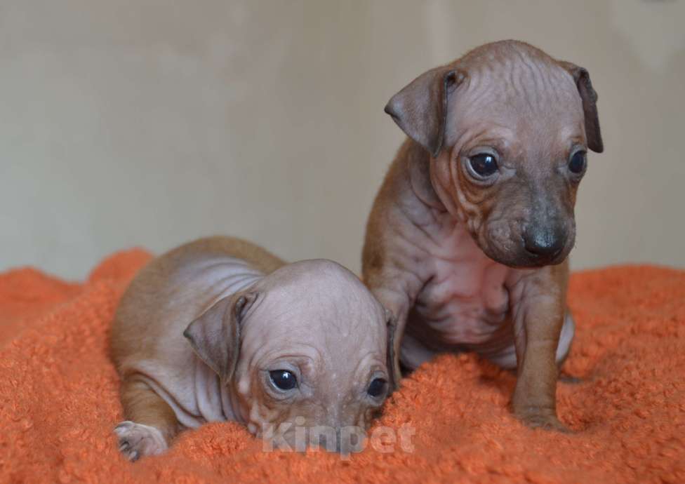 Собаки в Москве: Красно-соболиный мальчик голого терьера Мальчик, 50 руб. - фото 4