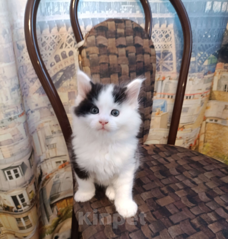 Кошки в других городах Новосибирской области: Котёнок Мейн-кун  Мальчик, 18 000 руб. - фото 8