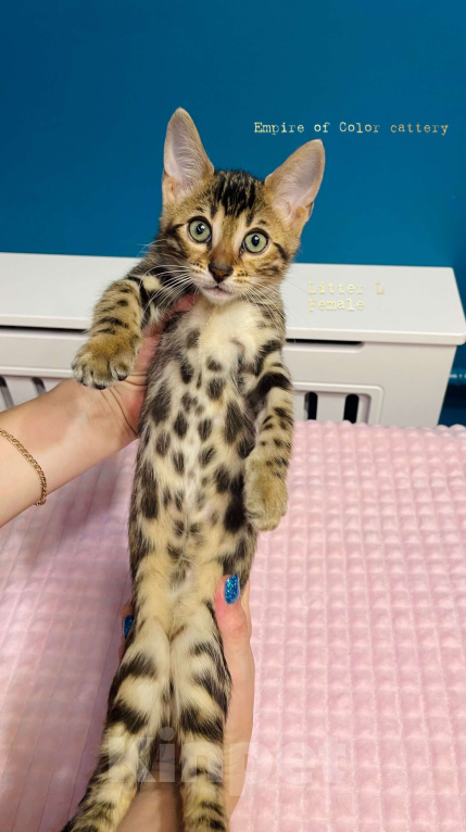 Кошки в Краснодаре: Лаура. Бенгальская кошечка Девочка, 65 000 руб. - фото 3