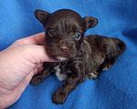 Собаки в Москве: Щенки -мальчики цветного йорка Мальчик, 35 000 руб. - фото 3