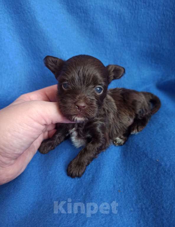 Собаки в Москве: Щенки -мальчики цветного йорка Мальчик, 35 000 руб. - фото 3