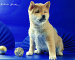 Собаки в Кирове: Сиба ину щенок мальчик яркий рыжий  Мальчик, Бесплатно - фото 2