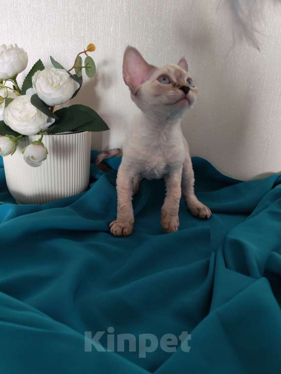Кошки в Горячем Ключе: Котенок Девон Рекс девочка сил поинт табби с голубыми глазами Девочка, 60 000 руб. - фото 4