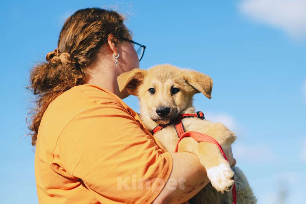 Собаки в Москве: Кумкват Мальчик, Бесплатно - фото 4