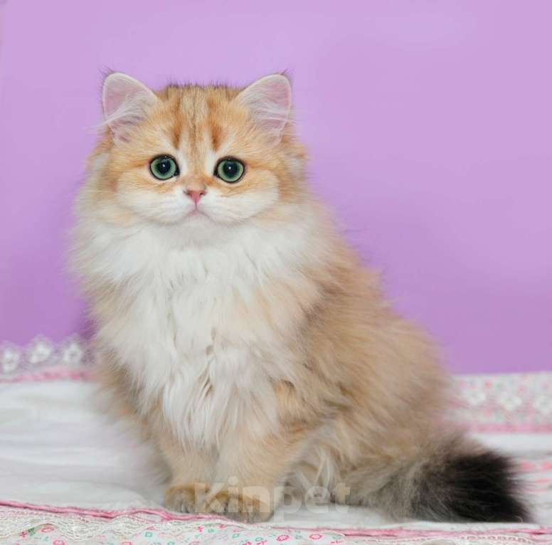 Кошки в Рыбинске: Буковка Девочка, 30 000 руб. - фото 4