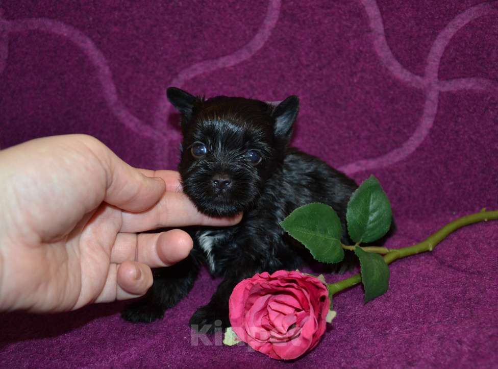 Собаки в Москве: Щенок-мальчик йорка окраса чёрный жемчуг Мальчик, 35 000 руб. - фото 1