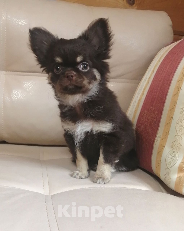 Собаки в Санкт-Петербурге: Девочка чих дш Девочка, 50 000 руб. - фото 1