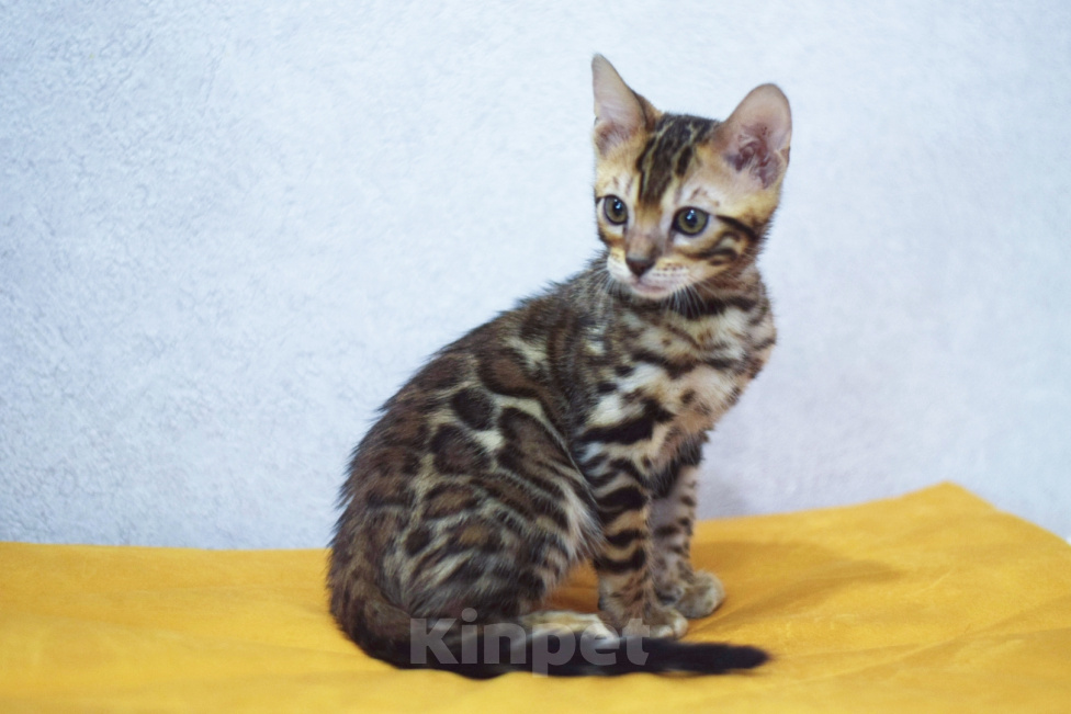Кошки в Санкт-Петербурге: кошечка - бенгалка Девочка, 30 000 руб. - фото 3