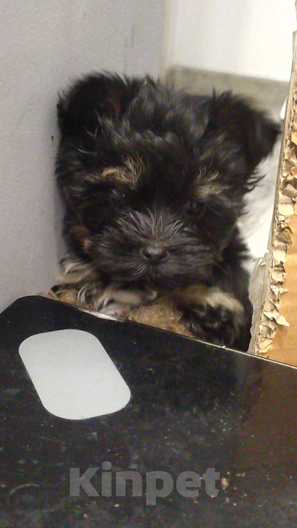 Собаки в Иркутске: Продам щенка йоркширского терьера Девочка, 20 000 руб. - фото 4