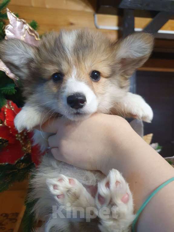 Собаки в других городах Московской области: Продажа щенков корги пемброк  Мальчик, 55 000 руб. - фото 1