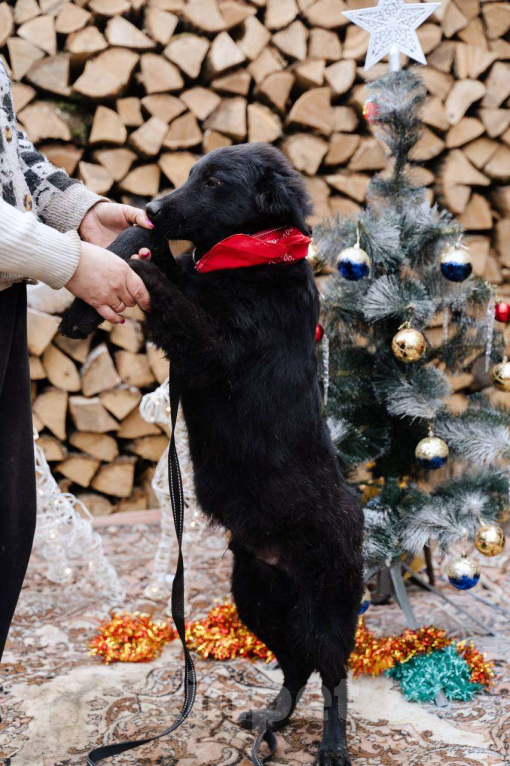 Собаки в Москве: Ваш личный Сириус Блэк Мальчик, Бесплатно - фото 4