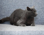 Кошки в Обнинске: Красотка😻 Крис, в поисках любящей семьи🤗❤❤❤ Девочка, 500 руб. - фото 6