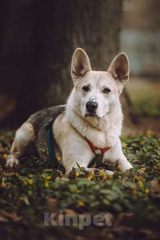 Собаки в Москве: Марко ищет дом и семью! Мальчик, Бесплатно - фото 3