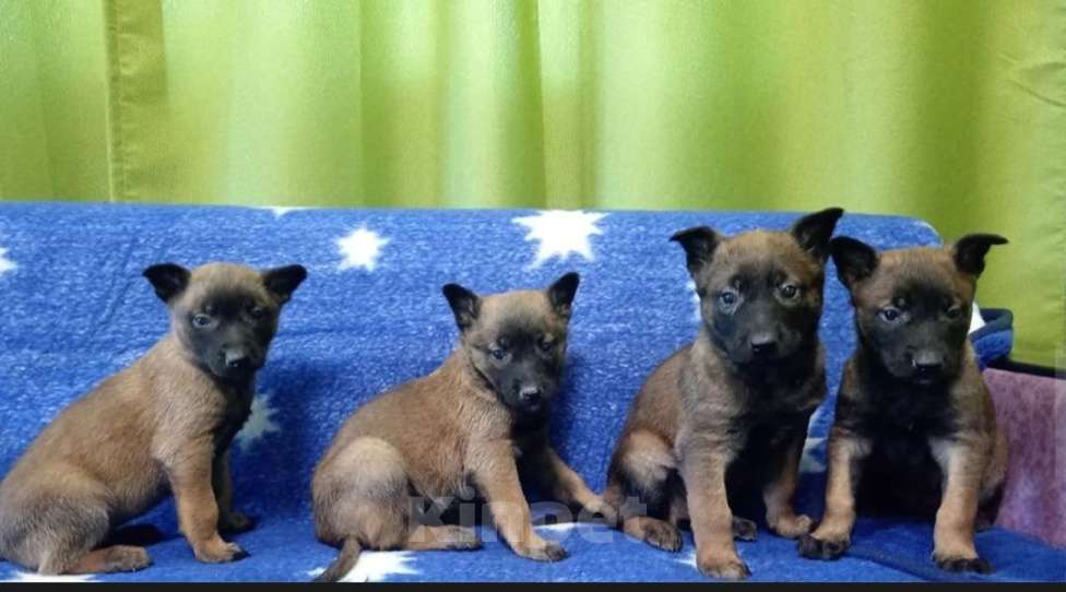 Собаки в других городах Московской области: Бельгийская овчарка Разнополые, Бесплатно - фото 3