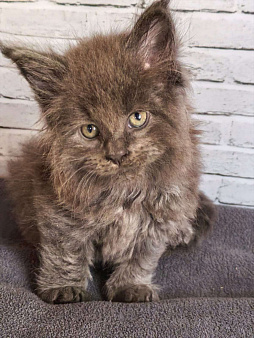 котенок в брид