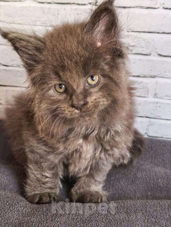 Кошки в Екатеринбурге: котенок в брид Девочка, 130 000 руб. - фото 1