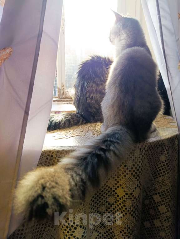 Кошки в Москве: Котенок Мейн кун. Мальчик, 60 000 руб. - фото 5