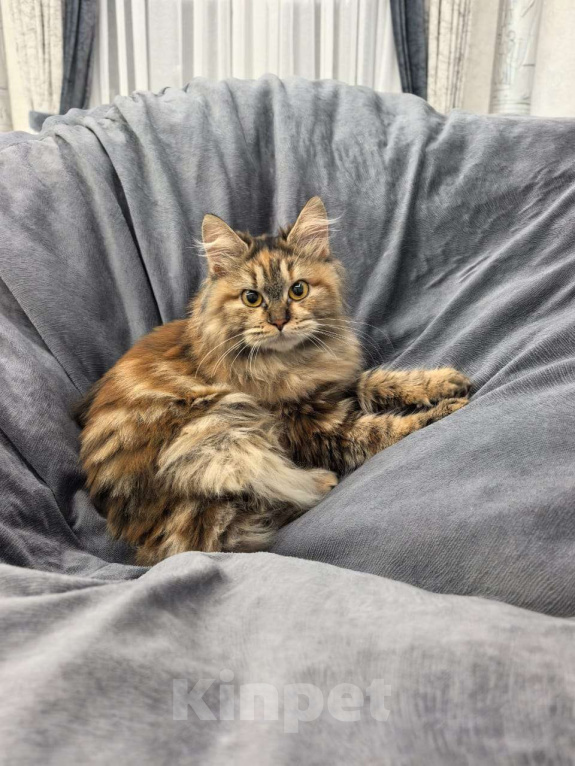 Кошки в Москве: Кошечка курильский бобтейл Девочка, 1 000 руб. - фото 1