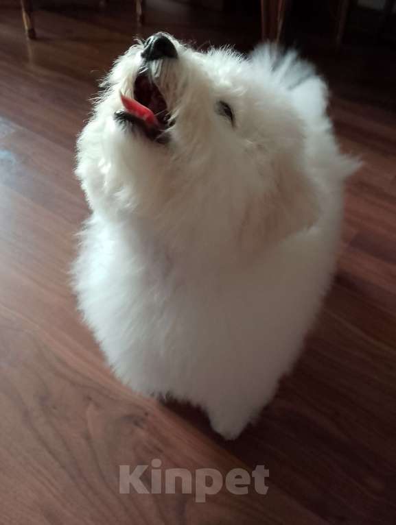 Собаки в Твери: Маленькое облачко счастья ждет тебя! ☁️ Доставка Девочка, Бесплатно - фото 2