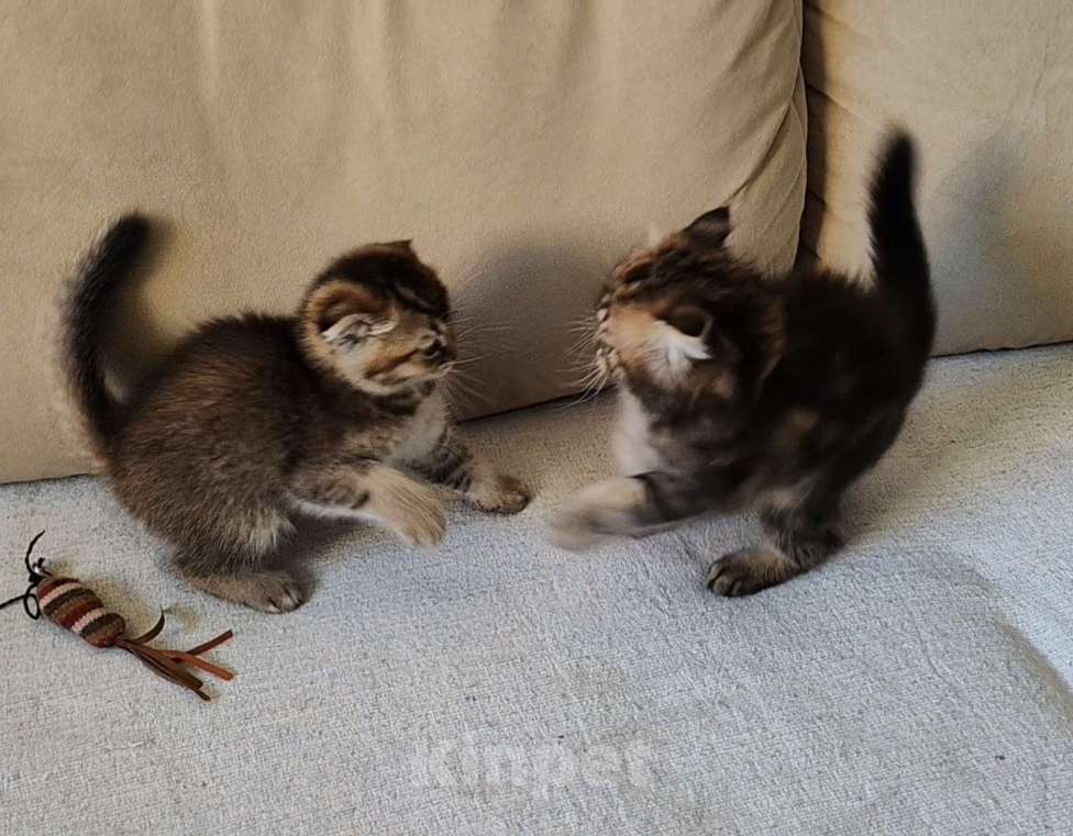 Кошки в Щелково: Шотландский вислоухий котёнок Мальчик, 20 000 руб. - фото 3