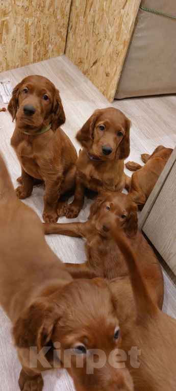 Собаки в Москве: Щенки Ирландского сеттера Разнополые, 60 000 руб. - фото 1