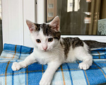 Кошки в Москве: Котенок Лазерь - лучистое счастье в добрые руки Мальчик, Бесплатно - фото 3
