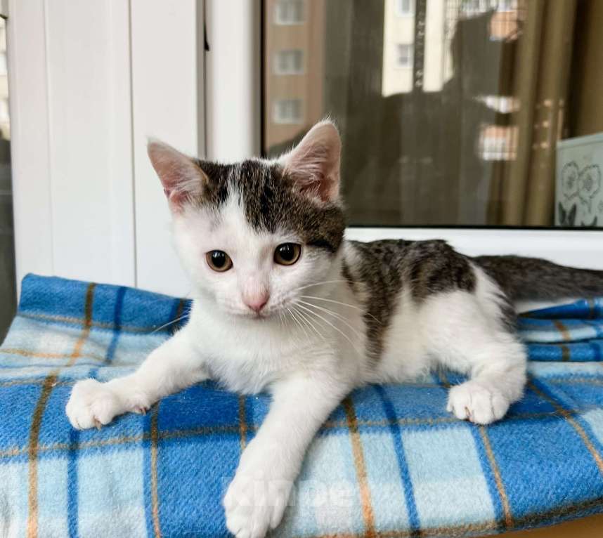 Кошки в Москве: Котенок Лазерь - лучистое счастье в добрые руки Мальчик, Бесплатно - фото 3