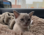 Кошки в Котельнике: Бурманский котенок Девочка, 40 000 руб. - фото 4