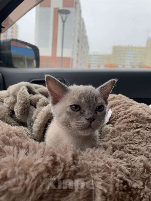 Кошки в Котельнике: Бурманский котенок Девочка, 40 000 руб. - фото 4