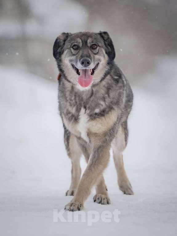 Собаки в Москве: Ласковая, жизнерадостная, позитивная Златочка ждет свою семью, мечтает о доме. Девочка, Бесплатно - фото 6