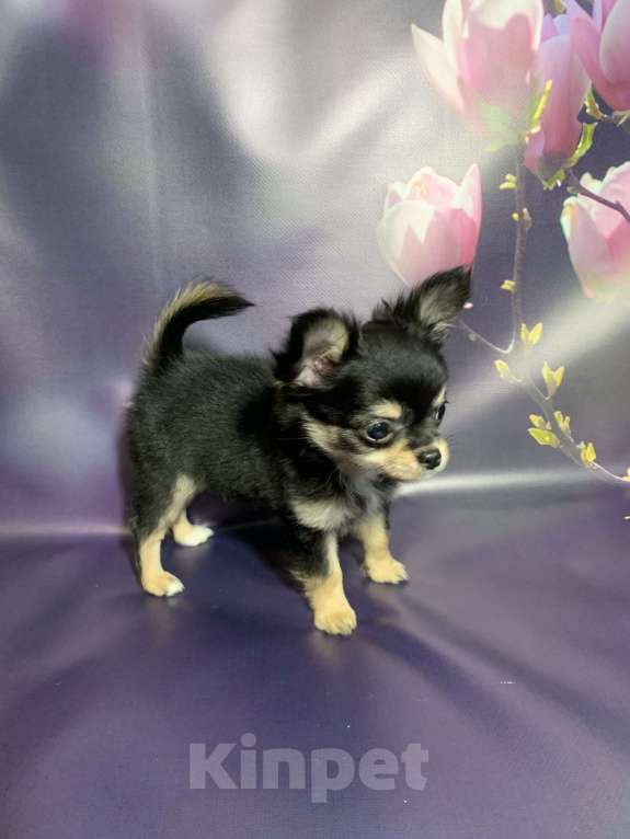 Собаки в Москве: Щенок чихуахуа, мальчик, длиношерстный.  Мальчик, 65 000 руб. - фото 7