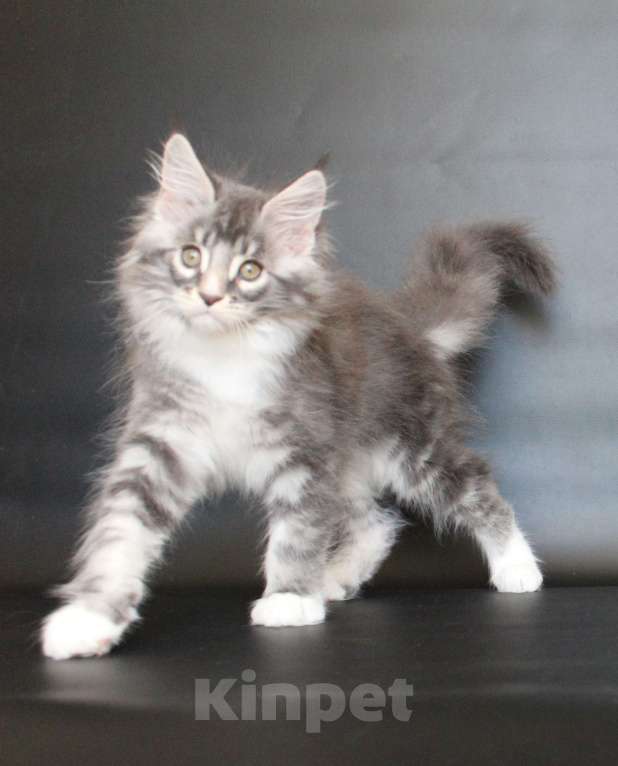 Кошки в Екатеринбурге: Даймонд Димочка Мальчик, 50 000 руб. - фото 6