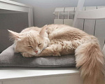 Кошки в Москве: Нежный котенок Персик в добрые руки Мальчик, 50 руб. - фото 2