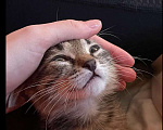 Кошки в Москве: Отдам даром со всеми принадлежностями  Мальчик, Бесплатно - фото 6