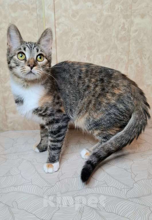 Кошки в Москве: Трехцветная кошечка-подросток в добрые руки  Девочка, Бесплатно - фото 5