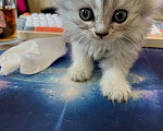 Кошки в Екатеринбурге: Кошечка шотландская скоттиш страйт Девочка, Бесплатно - фото 6