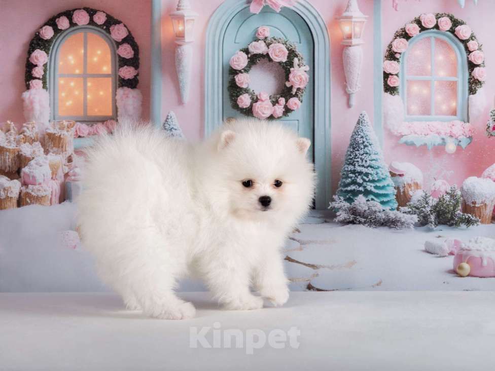 Собаки в Москве: Немецкий шпиц, щенок Мальчик, 75 000 руб. - фото 4