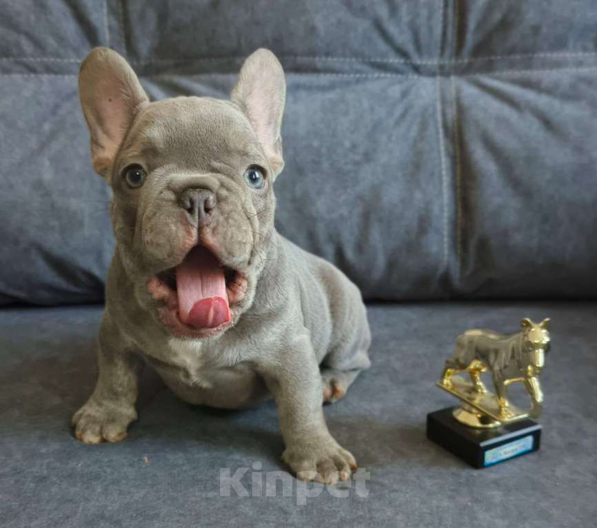 Собаки в Шахте: Лиловый принц с золотым характером | Французский бульдог Мальчик, 70 000 руб. - фото 2