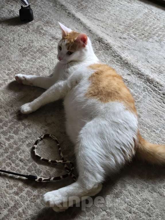 Кошки в Москве: Котик в добрые руки Мальчик, Бесплатно - фото 3