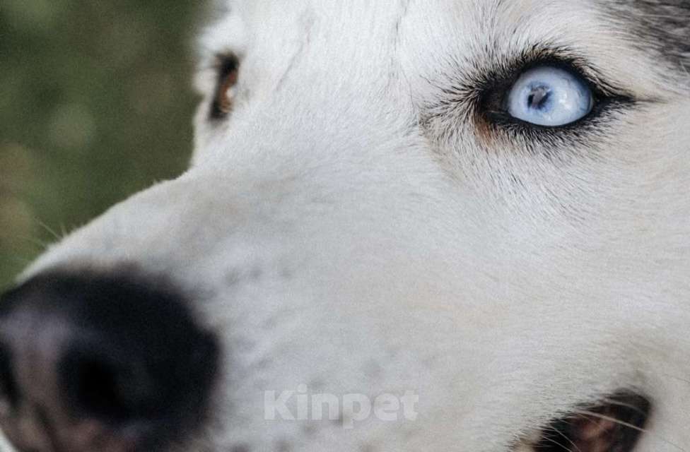 Собаки в Москве: Красавица Эмми ждет свою семью. Девочка, Бесплатно - фото 10