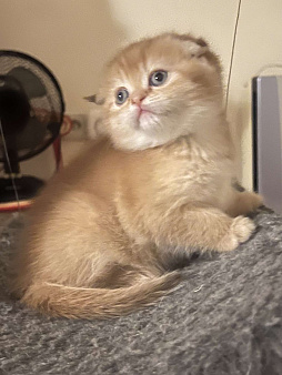 Шоколадная золотая  вислоухая девочка