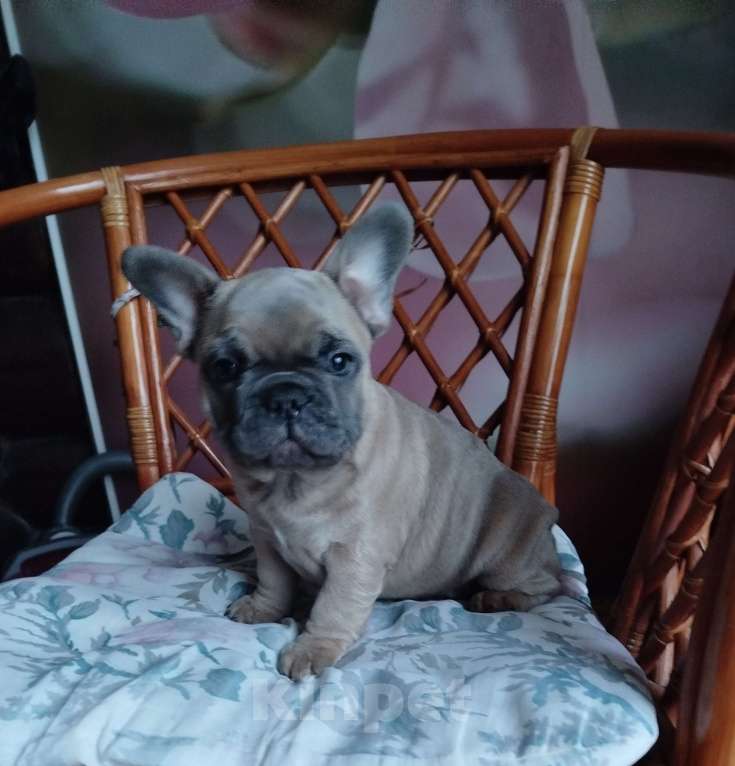 Собаки в Москве: Милый мальчик французский бульдог  Мальчик, 55 000 руб. - фото 1