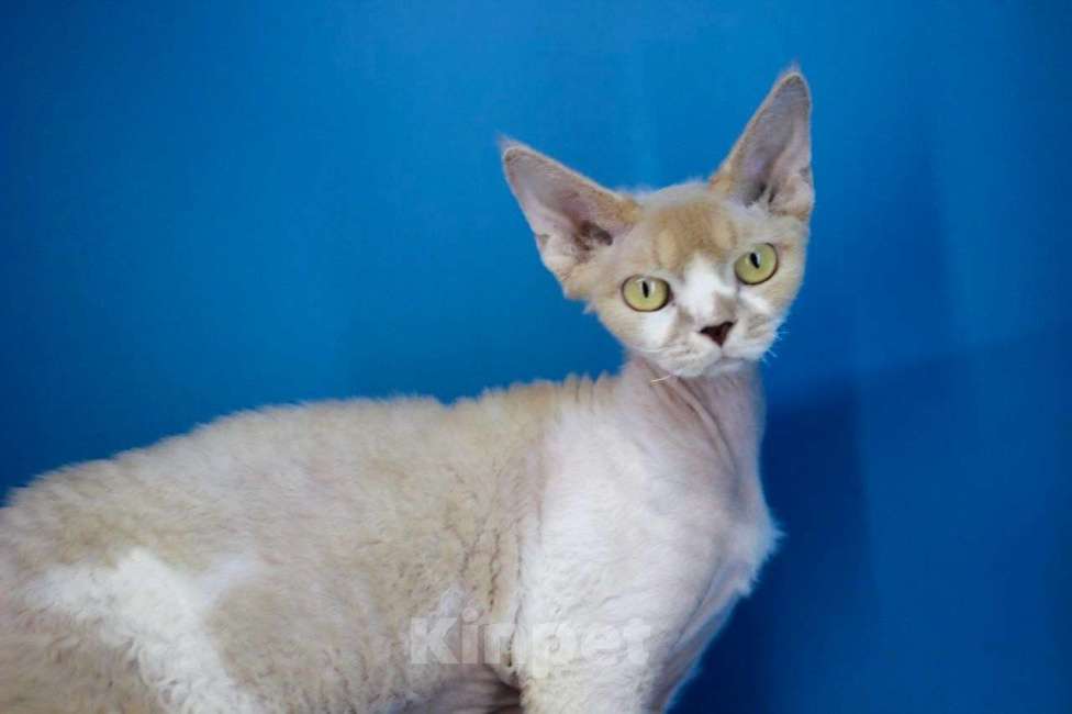 Кошки в Севастополе: Кошка девон-рекс Девочка, 90 000 руб. - фото 1