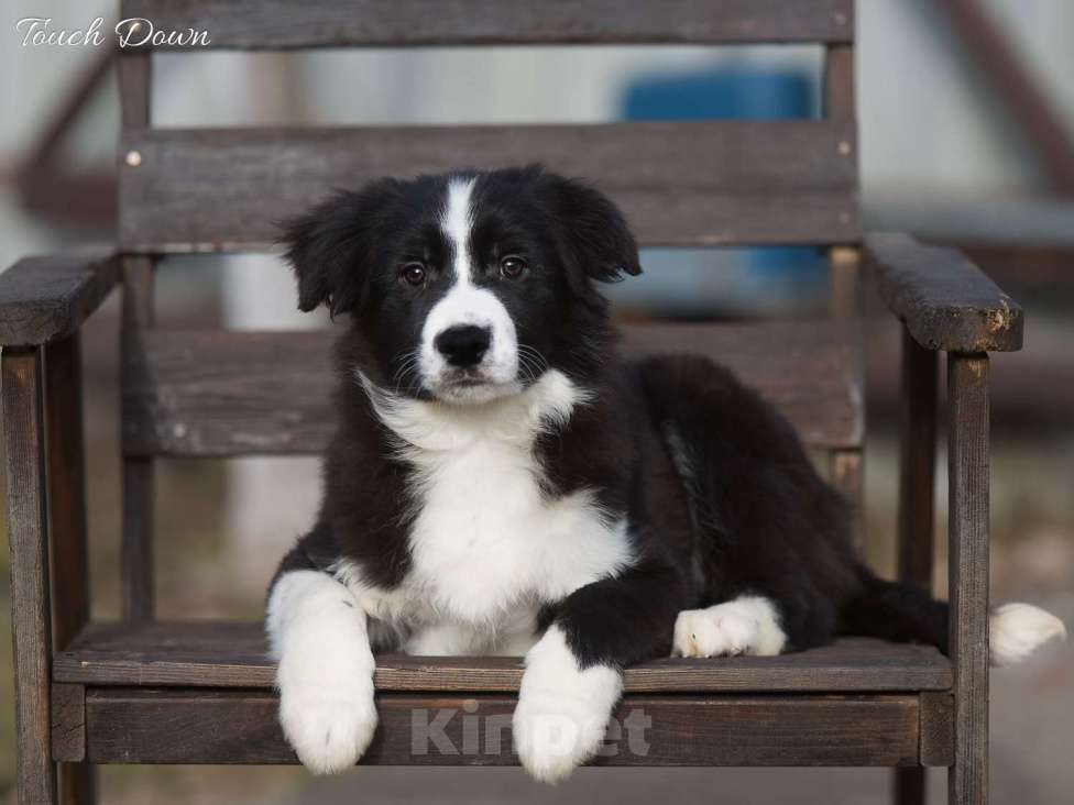 Собаки в Москве: Щенки бордер колли Разнополые, Бесплатно - фото 1