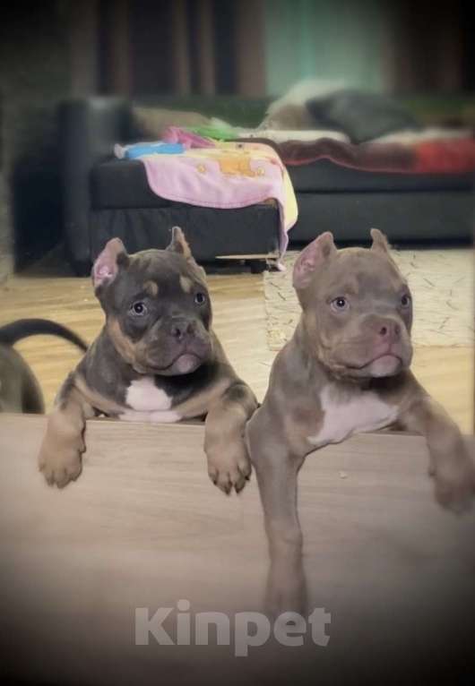 Собаки в Москве: Великолепные крепыши Мальчик, Бесплатно - фото 5