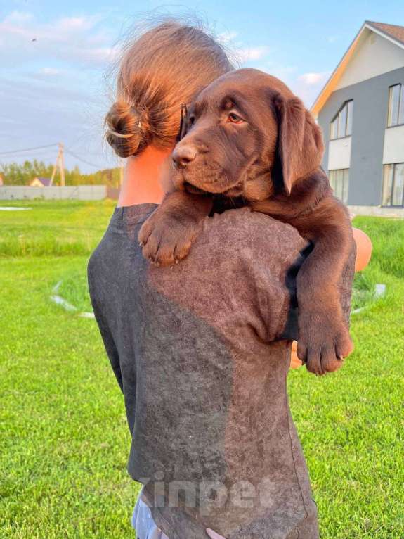 Собаки в Ярославле: Продаются щенки лабрадора-ретривера шоколадного окраса суки Девочка, 65 000 руб. - фото 6